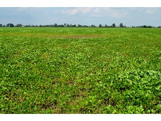 Property photo 4 - LAND AUCTION - 80+/- Acres offered in 1 Tract in Allen County